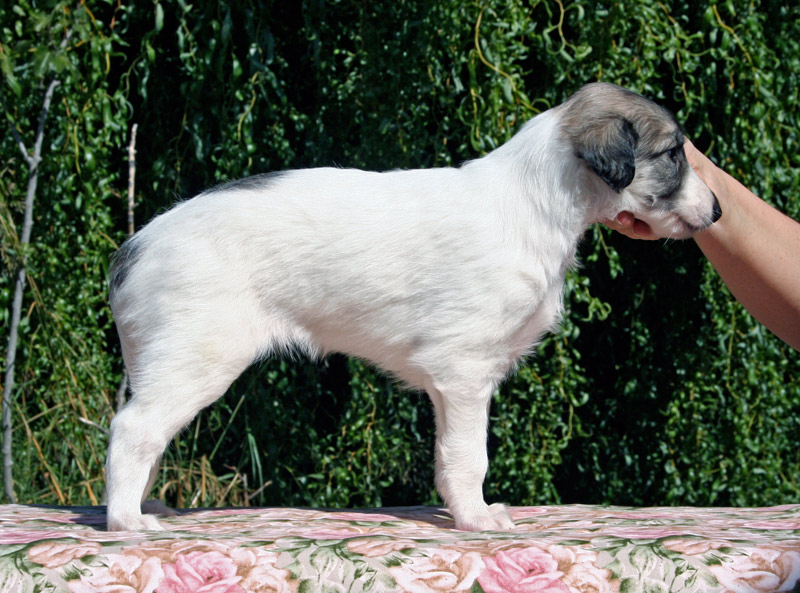 Surf Spots - Girl 2 Left